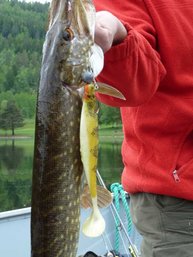 Die Gummifische dürfen gerne etwas größer sein