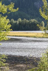 Solche verkrauteten Flussabschnitte sind die Standplätze vieler Hechte